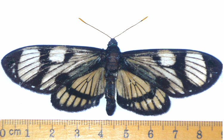 FIGURE 2 FIGURE 2